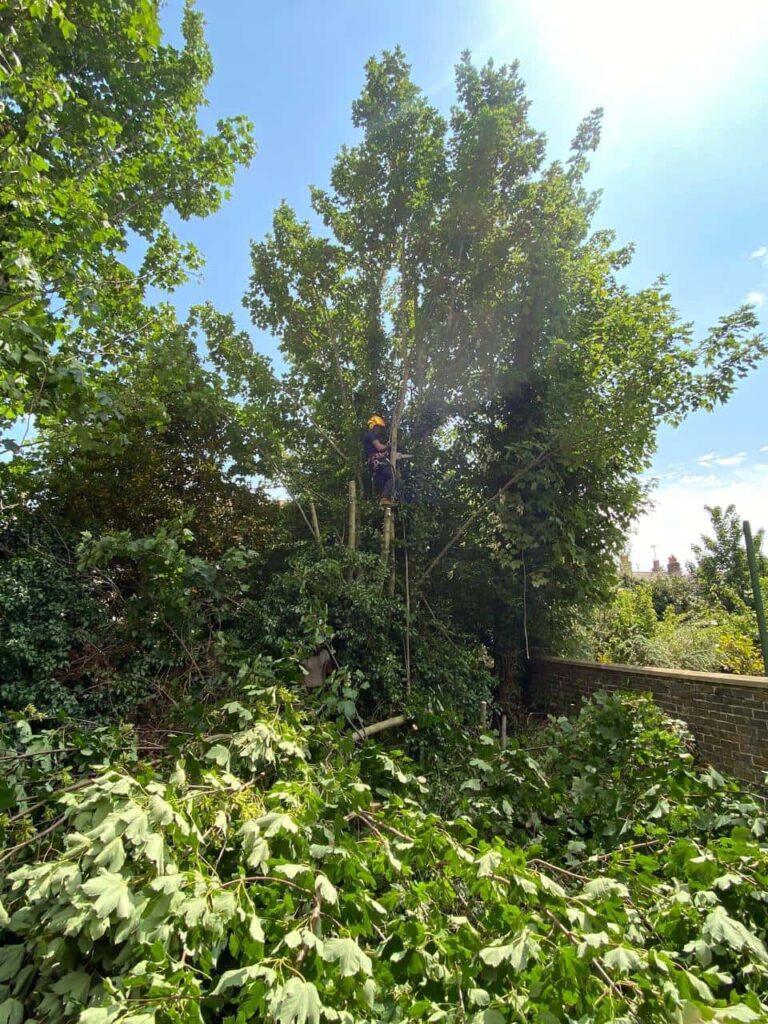 This is a photo of an overgrown garden, where the trees are being felled. There is a tree surgeon standing on the tree cutting the branches off, and there are lots of branches below him that have already been felled. Photo taken by Ipswich Tree Surgeons.