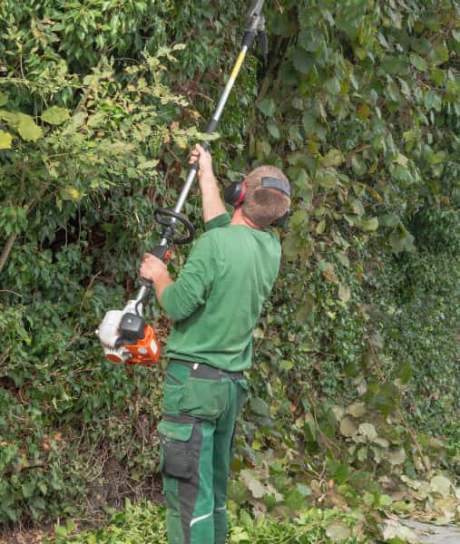 This is a photo of a professional tree surgeon using a petrol strimmer to trim a hedge. Photo taken by Ipswich Tree Surgeons.