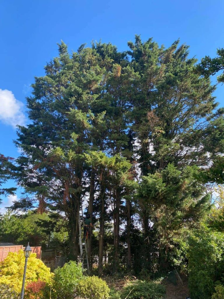 This is a photo of a garden with eight massive trees at the end of the garden. The tree surgeon is just starting work, and is carrying out a mixture of tree pruning, and crown reduction. Photo taken by Ipswich Tree Surgeons.