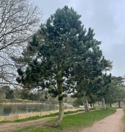 This is a photo of a well groomed tree located in a park, there is a path to the right hand side, and a lake to the left hand side. Photo taken by Ipswich Tree Surgeons.