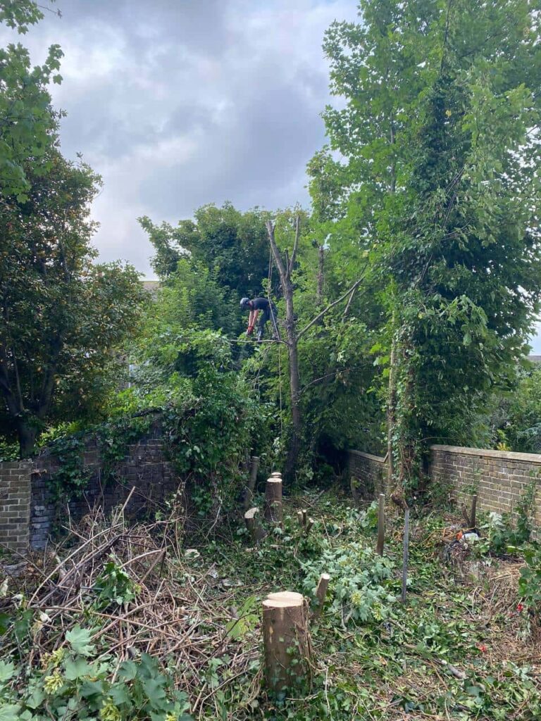 This is a photo of an overgrown garden, where the trees are being felled. Four large trees have already been felled, and there is a tree surgeon standing on the final one, about to cut it down. Photo taken by Ipswich Tree Surgeons.