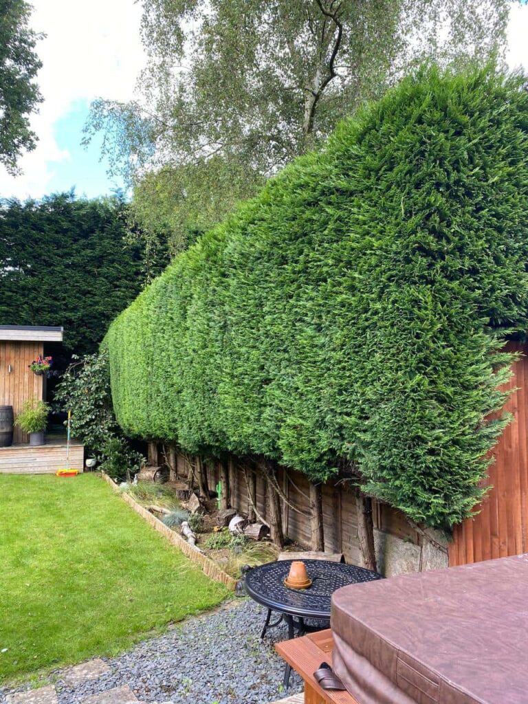 This is a photo of a hedge that has just been trimmed in a garden. The hedge is about 10 Metres long and runs along the right hand side along the garden iteslf. Photo taken by Ipswich Tree Surgeons.