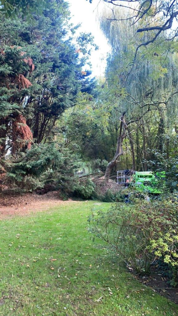 This is a photo of an overgrown garden, with many large trees at the end of it which are being felled. There is a cherry picker in the photo which is being used to gain access. Photo taken by Ipswich Tree Surgeons.